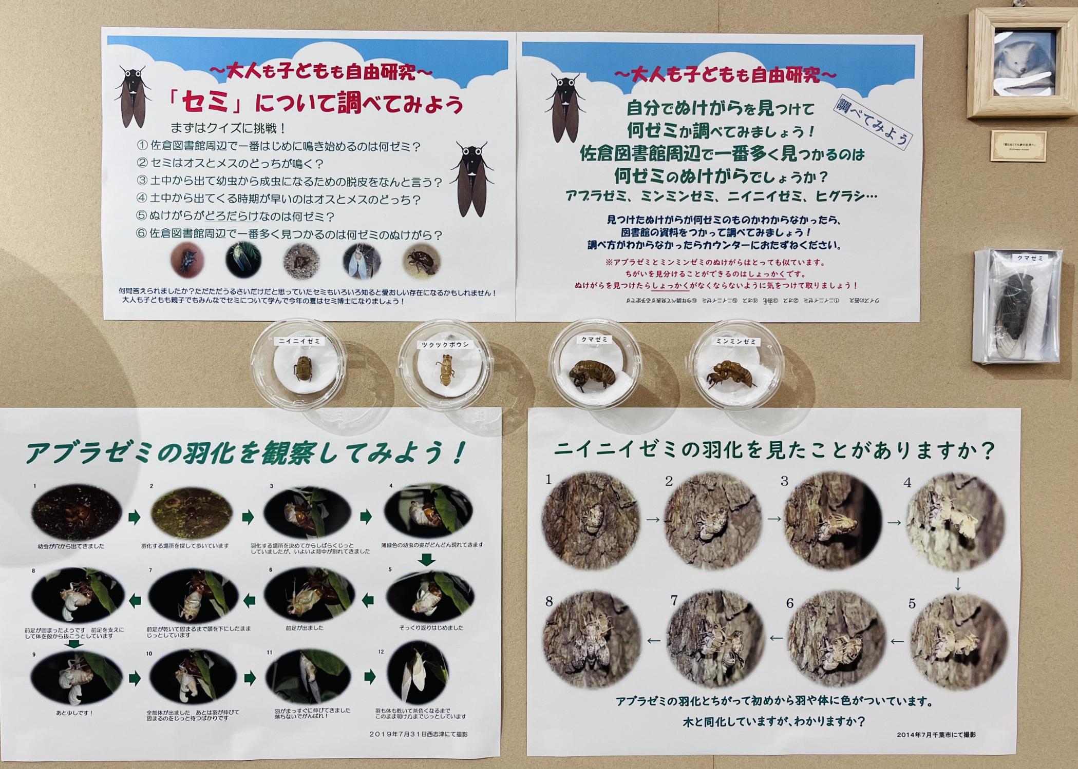 セミの自由研究の紹介 セミの自由研究の紹介