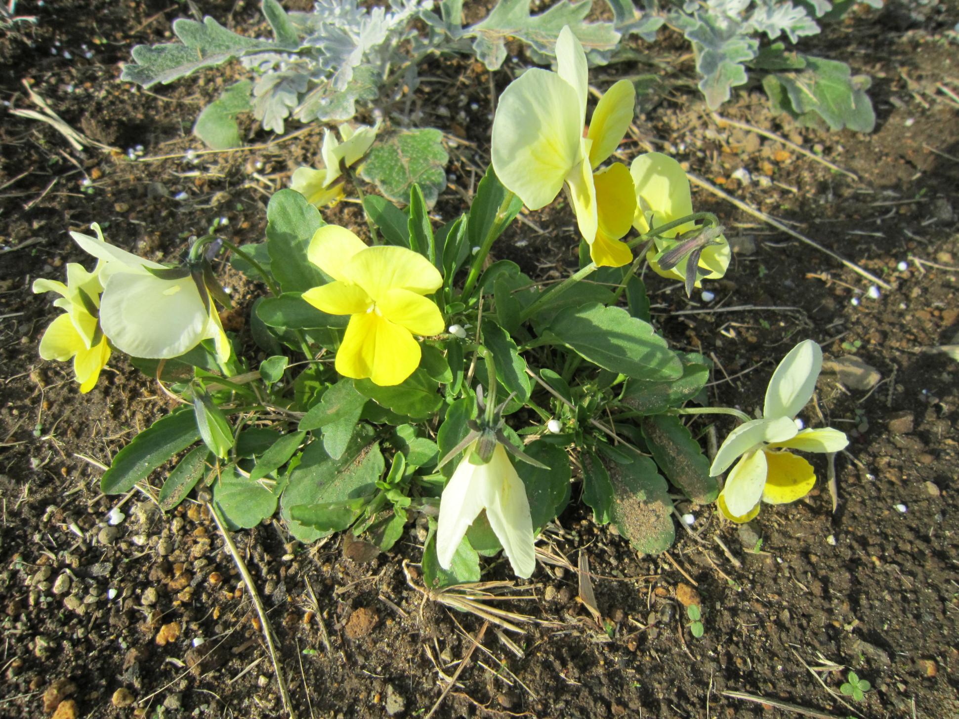 花・パンジー 花・パンジー