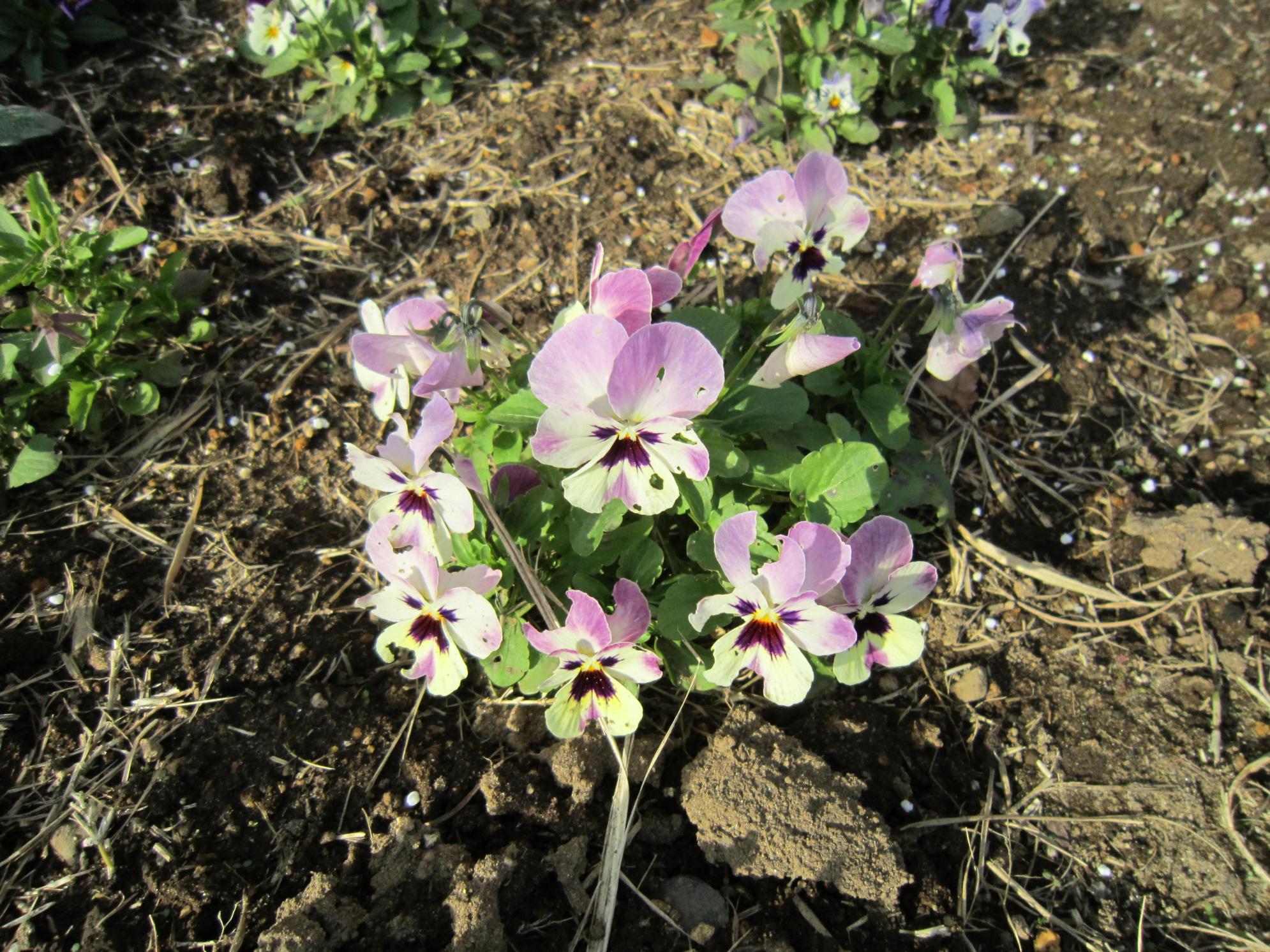 花・ビオラ 花・ビオラ