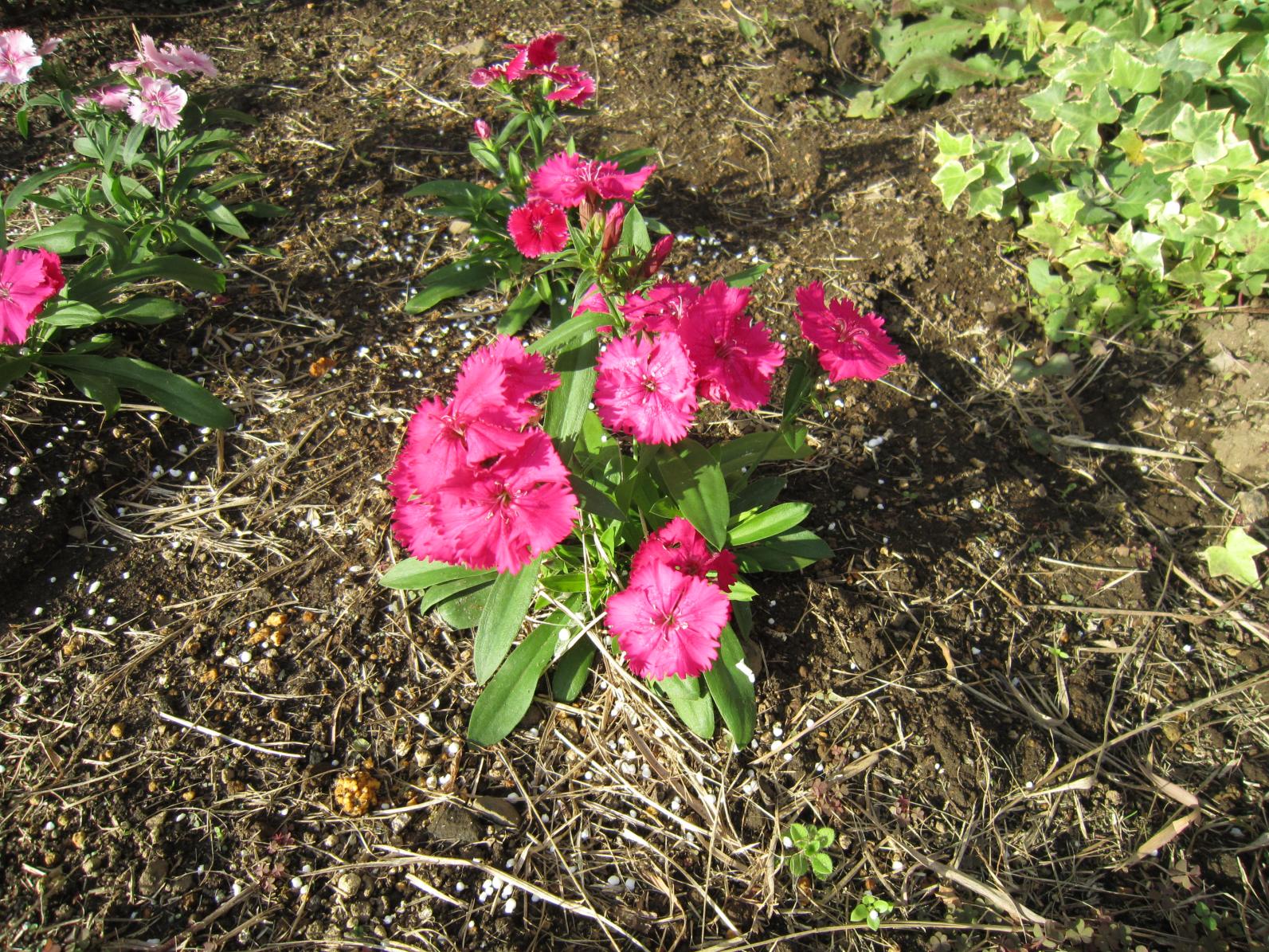 花:ナデシコ(ダイアンサス) 花:ナデシコ(ダイアンサス)