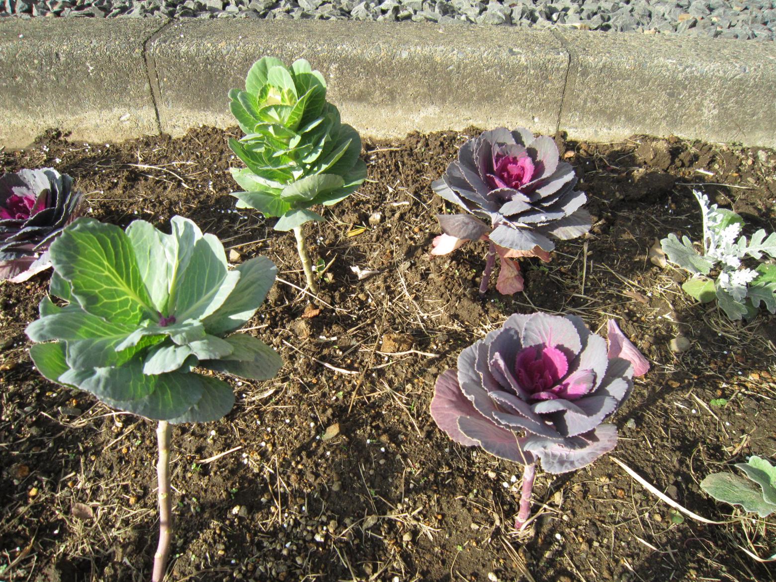 草花:ハボタン 草花:ハボタン