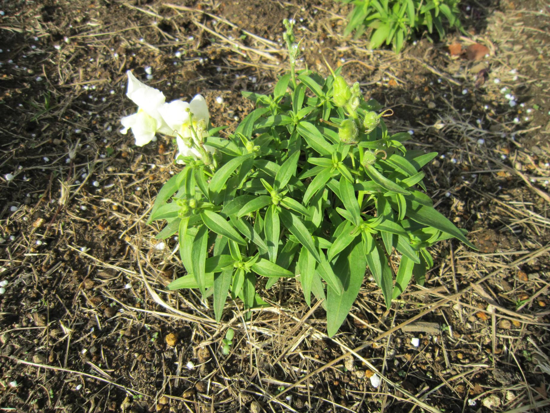 花:キンギョソウ 花:キンギョソウ