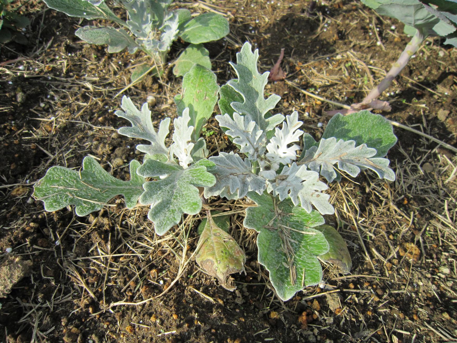 花:シロタエギク 花:シロタエギク