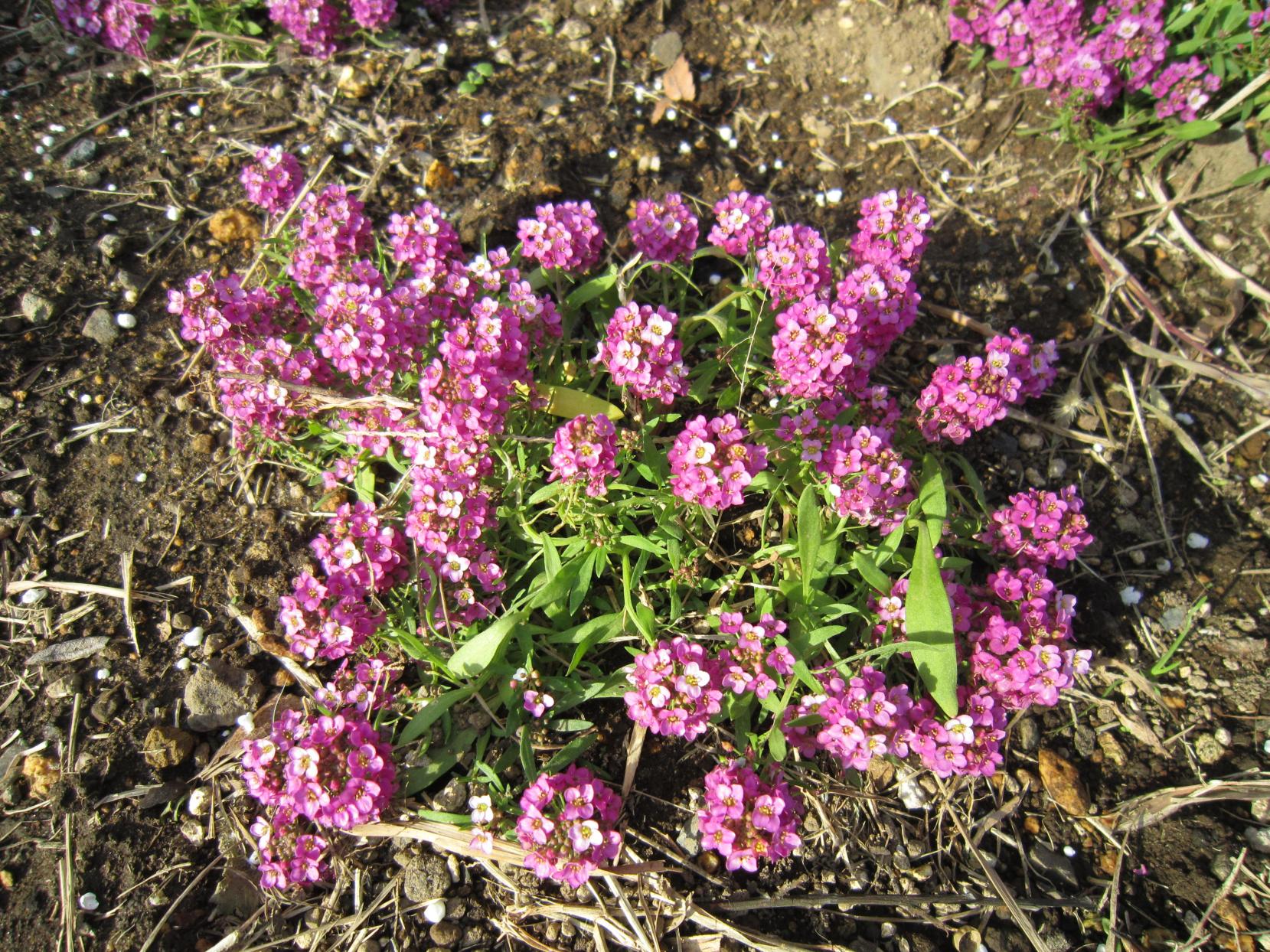 花:アリッサム 花:アリッサム