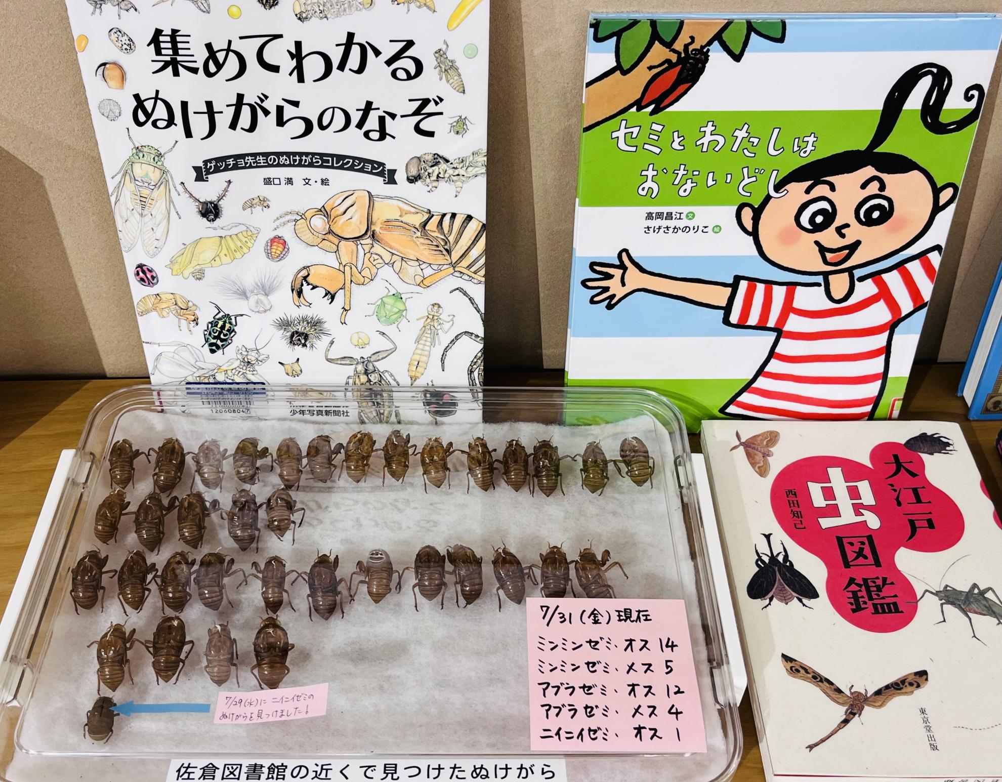セミ本コーナーの追加写真